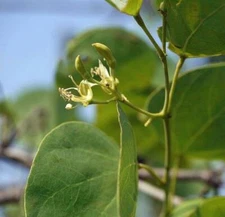 Bauhinia racemosa | Bidi Leaf Tree | Sonpatta | 5 Seeds