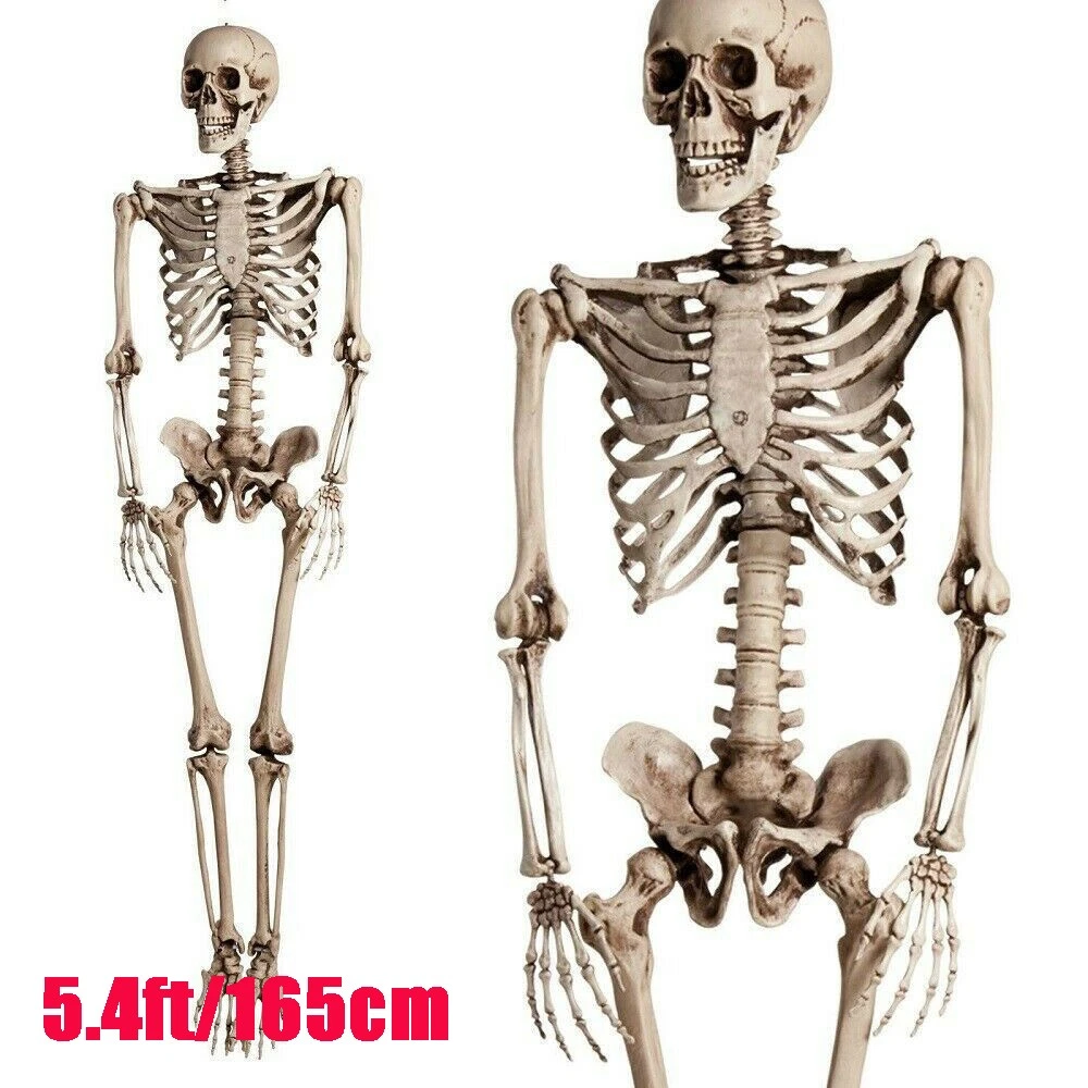 2Pcs Halloween Human Skeleton Oversized Poseable Full Life Size Decor Party Prop