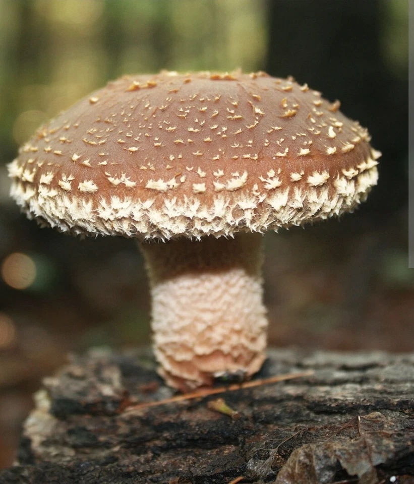 Coltura Liquida Funghi, Micelio, Lentinula Edodes (Shiitake), Siringa Da 10ml - Immagine 2 di 2