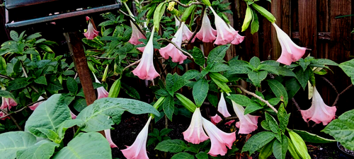 Angel Trumpet Isabella wonderful bloomer plant shipped in pot - Picture 3 of 4