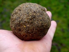 10kg Chockolad Angelfutter Karpfen Brassen Lo...