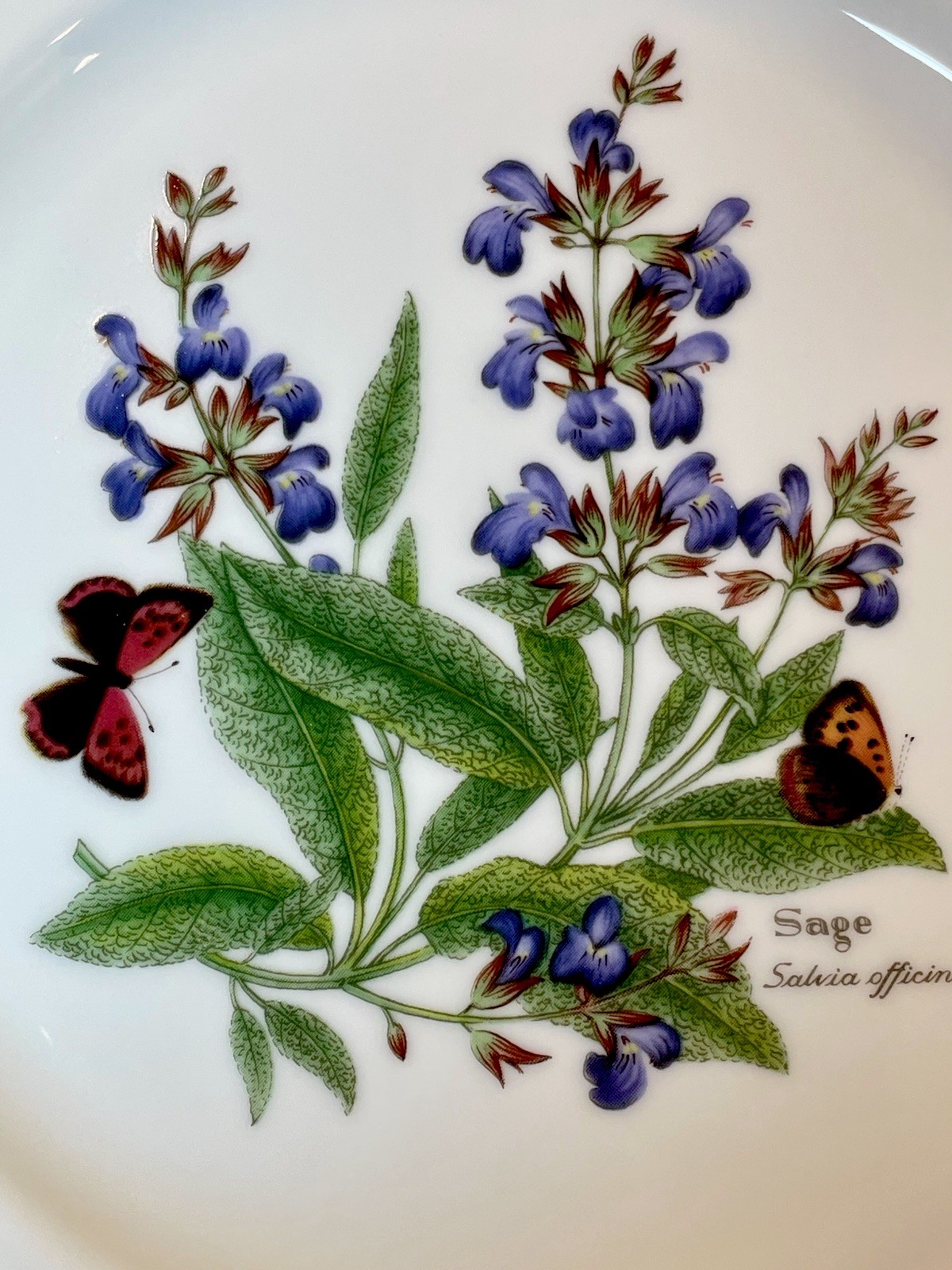 Vintage Royal Worcester Herbs Salad Dessert Plate Sage Green Rim ~ MINT Set Of 4