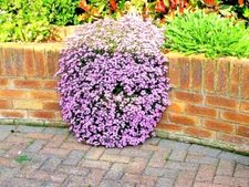 501+PINK ROCK SOAPWORT Seeds Perennial Groundcover Trailing Container Baskets