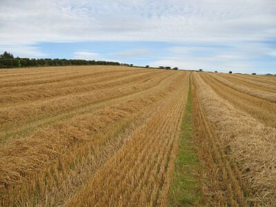 Photo 6x4 Harvested oats Denholm/NT5618 Three days after I took this [[5 c2007