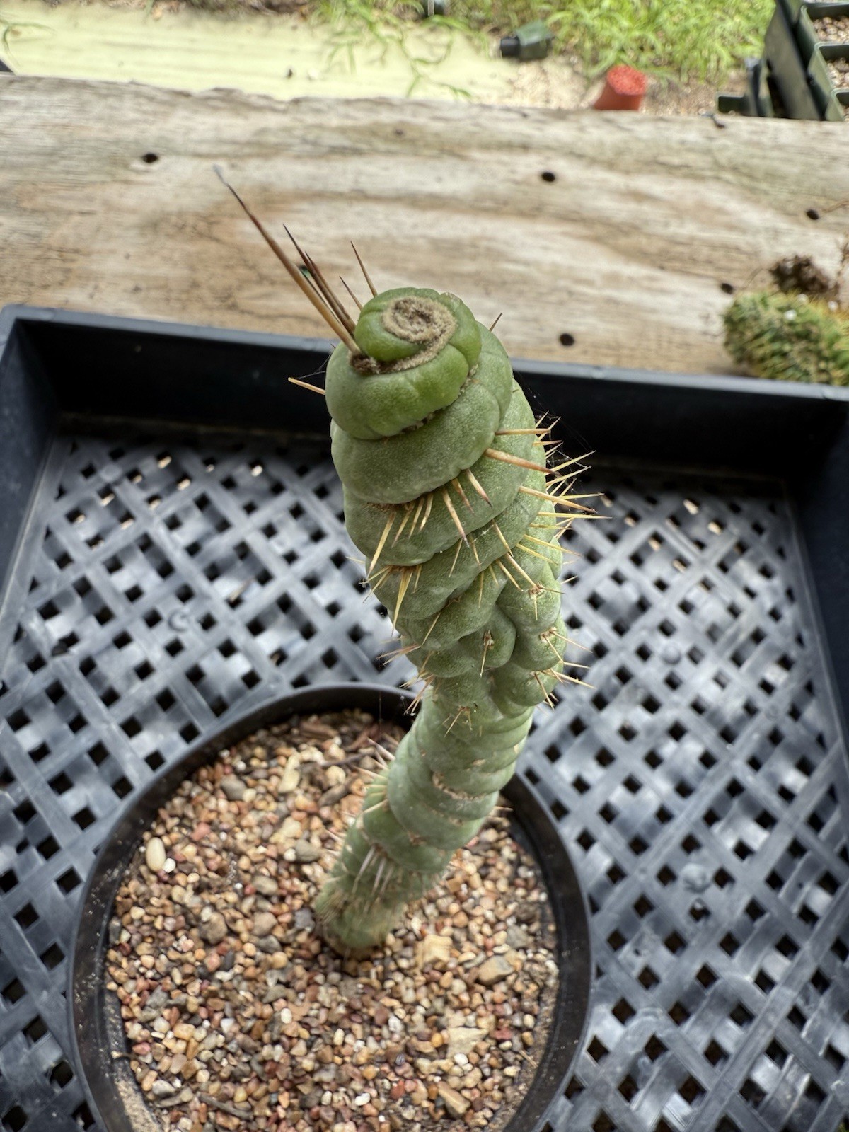 Eulychnia Castanea Spiralis “Unicorn Cactus 9” Tall !