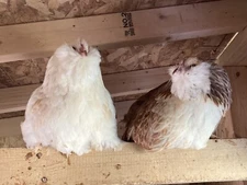 10 + Purebred Faverolles Hatching Eggs Salmon And Creamy Hens Gorgeous Roo!
