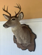 WHITETAIL DEER 8 Point Antlers Shoulder Mount Drummond Island, MI 1984