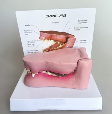 Dog Sick Teeth Anatomy Model Canine Jaws Veterinary Teaching with Base Display