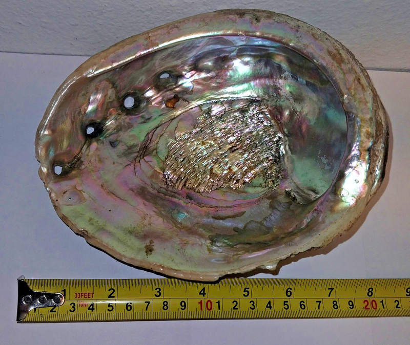 Vintage Large Abalone Seashell - Rare & Unique - Craft Fine Art - #2