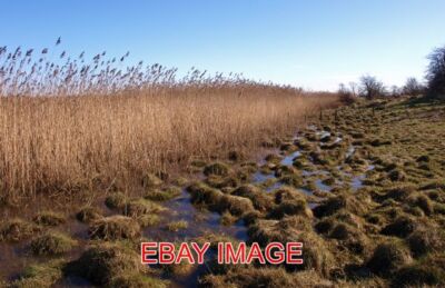 FOTO SCHILF AM NEWSHOT ISLAND RIVER CLYDE DER RAND DES SCHILFBETES TRIFFT AUF FARMLA