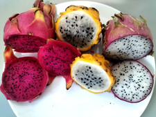3 VARIETY DRAGON FRUIT  -  25 SEEDS OF EACH +FREE  25  PURPLE DRAGON FRUIT SEEDS