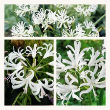 Nerine Bowdenii Alba x 10 Flower Bulbs, Bowden Lily. Pretty White Summer Flowers