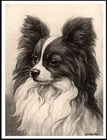 PAPILLON DOG HEAD STUDY DOG PRINT POSTER
