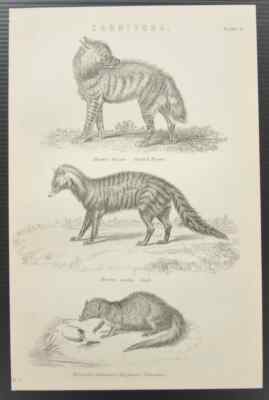 Hyena, Civet, Mongoose - Original 1880s Antique Black & White Print