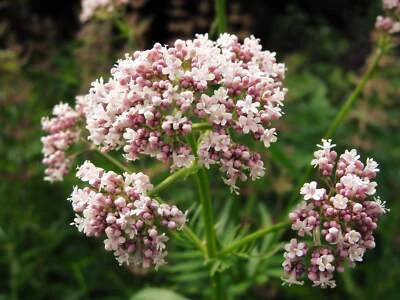 SEEDVILLE USA 250 VALERIAN (Garden Heliotrope / Heal All) Valeriana Officinalis Herb Flower Se