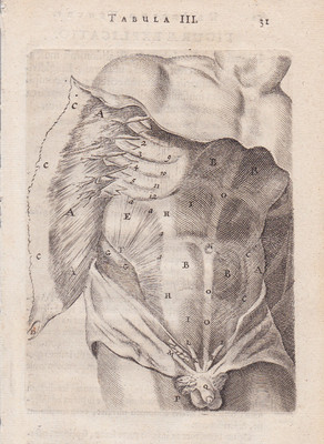 Antiker Druck - MENSCHLICHE BAUCHRIPPEN - Bartholini - 1666