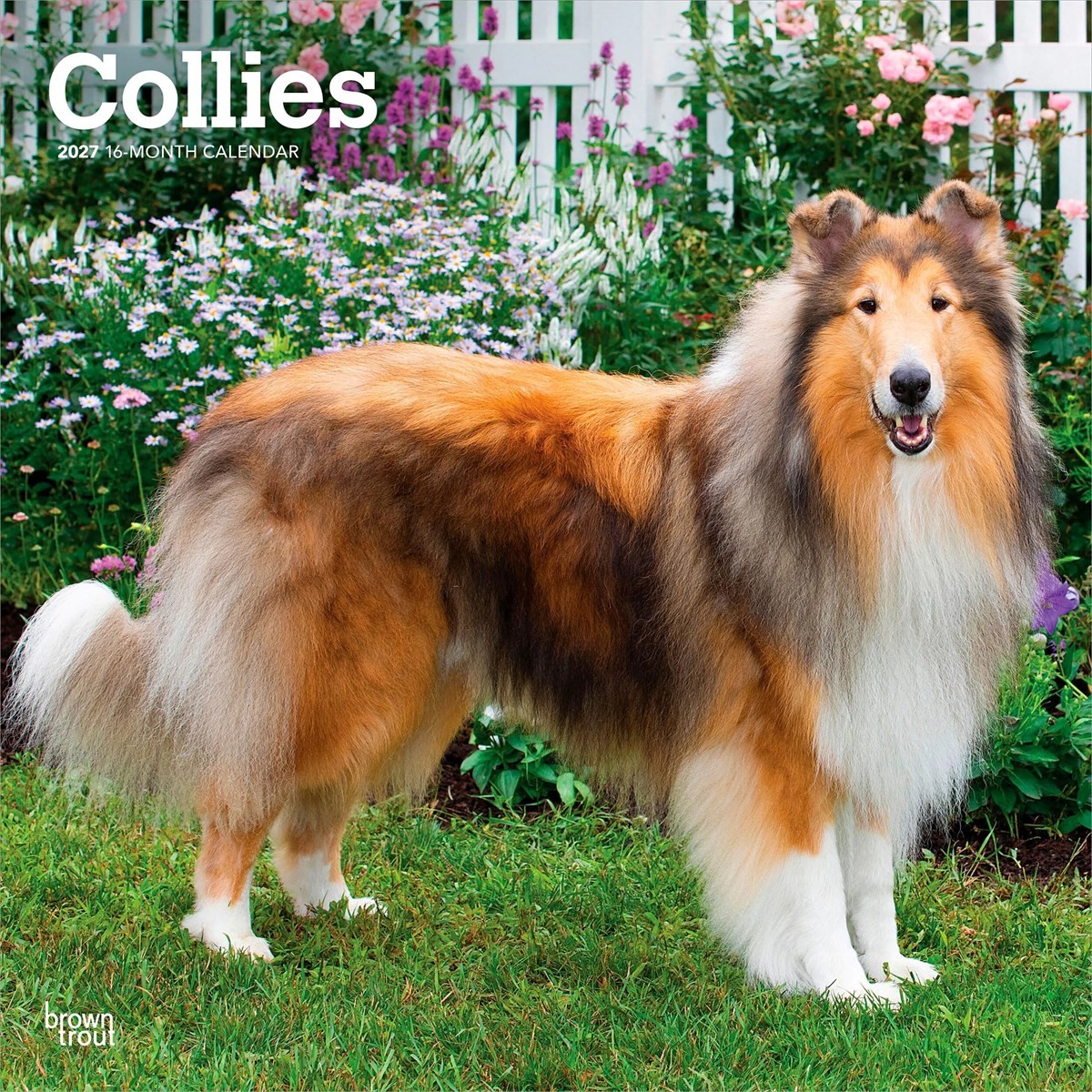 Collies 2027 Square Flap by Browntrout (Calendar) - Image 3