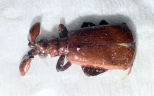 Carabidae Paussinae sp. 8-9m A1 from SENEGAL - #4661