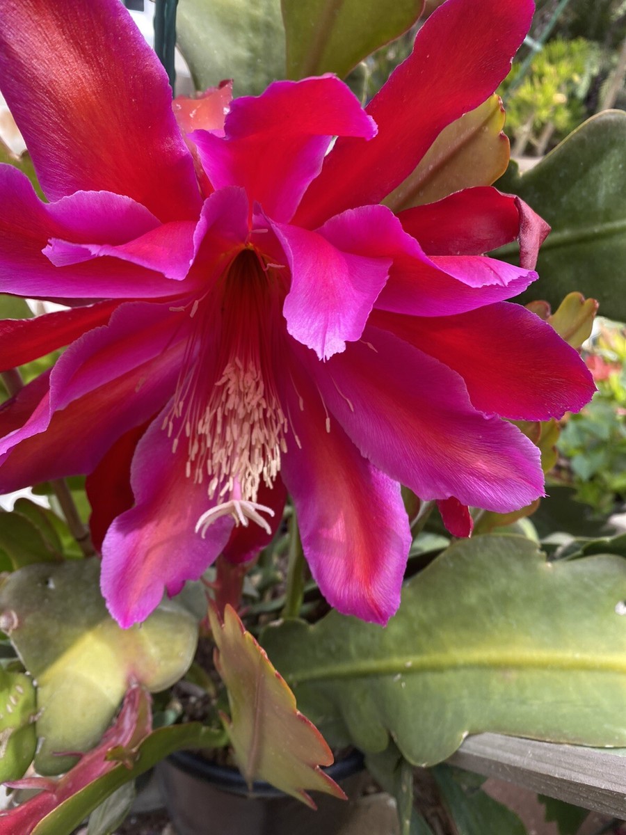 Special, Rare Epiphyllum FUCHSIA ORCHID CACTUS - 5