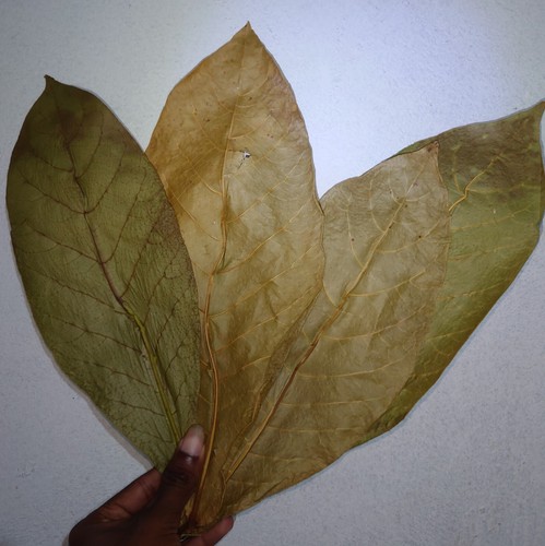 500 leaf Dried Indian Almond dry Leaves Catappa for Fish, Shrimp, Aquarium care - Picture 7 of 13