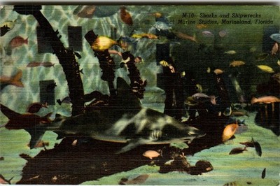 Marineland Florida Postcard Sharks & Shipwrecks Marine Studios