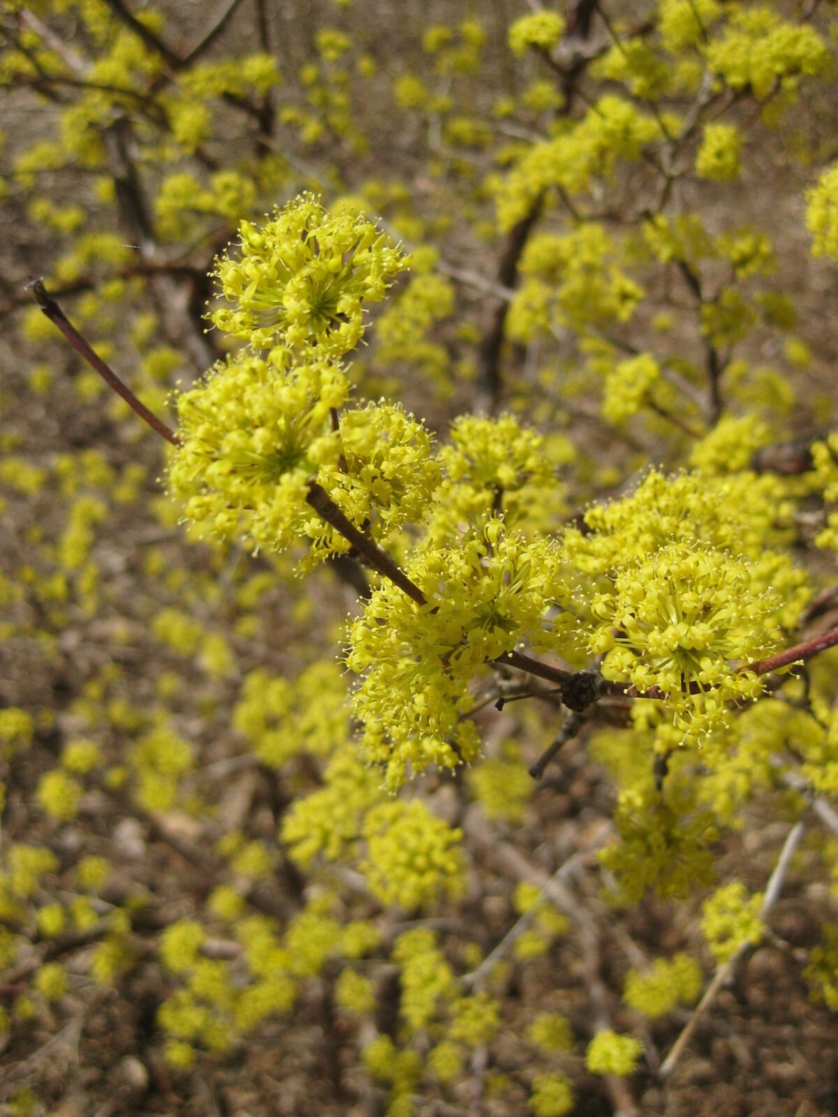 Cornus Mas Dogwood Live Shrub in 3-Gallon Pot  