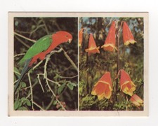 Weet-bix Australia - #05 King Parrot, Chrismas Bell
