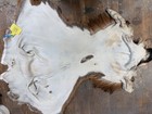 Antelope cape lifesize deer elk skin taxidermy art craft fur oddity — photo 4