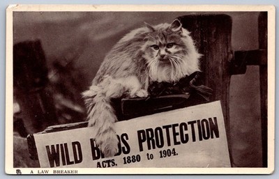 K36/ Interesting Postcard c1910 Wild Birds Protection Act Cat RPPC 579