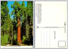 General Sherman Tree Sequoia National Park CA Vintage Postcard Josef Muench