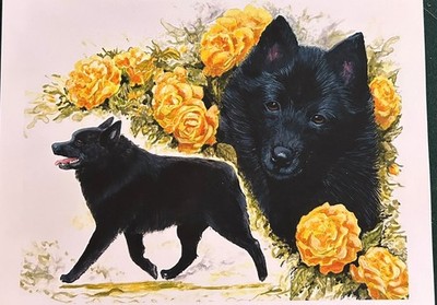 Schipperke With Yellow Rose Color Print By Martha Van Loan 11x17