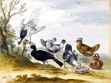 POULTRY rooster chicken farm J. Bronckhorst Tile Mural Backsplash Marble Ceramic