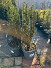 Taxus baccata Black Tower 50–70cm Säulen-Eibe immergrün winterhart Nadelbaum