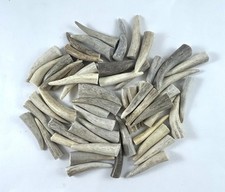 50 - 2" DEER ELK ANTLER TINE TIPS ARTS, CRAFTS JEWELRY TOGGLES -Bag 1993