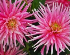 1 "Park Princess" Semi-Cactus Dahlia - Large Tuber - US Seller