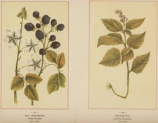 Tall Blackberry & Wood Nettle: 1894 Wildflower Chromolithograph Botanicals