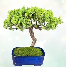 Juniper Bonsai Tree 13"H Outdoor Evergreen Juniper Procumbens Nana Live Plant