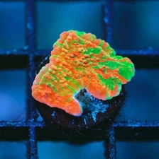 DIYreefer Live Coral WYSIWYG WWC Grafted Montipora Cap Frag