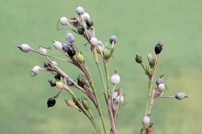 SEEDVILLE USA 20 JOBS TEARS (Jobi / Coix / Yi Yi Ren / Junos Tears) Coix Lacryma Vegetable See