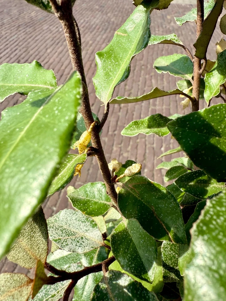 Elaeagnus ebbingei – Olivenweide 130 cm – Immergrün & Winterhart – Ölweide - Bild 3 von 4