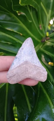 Beautiful 2.09'' Fossilized Megalodon Shark Tooth From Gainesville FL