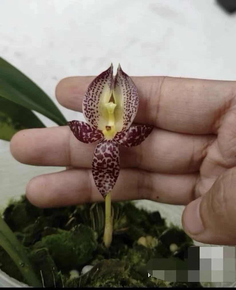 Borneo Bulbophyllum macranthum Rare Species Orchid Mounted Blooming Plant
Opens in a new window or t
