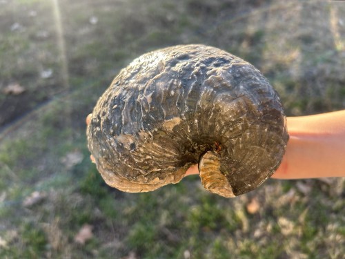 FULL Exogyra Oyster Fossil - Cretaceous - TX – 1.14kg / 5.3in - Devil's Toenail