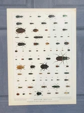 Antique 1890s British Beetles Collection Book Art Print Picture Beetle Insects