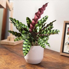 1 PIANTA DI CALATHEA INSIGNIS IN VASO 11CM DA INTERNO APPARTAMENTO antinquiname