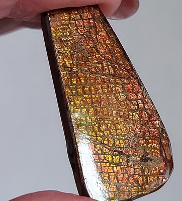 Ammolite  Ammonite Coated Stone 39x19.2x5mm 161