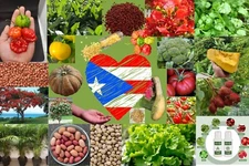 Semillas de Puerto Rico, High Quality Seeds, sofrito, hydroponic, garden, NonGMO