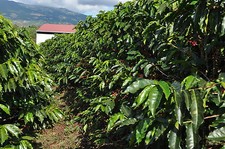 PERUVIAN COFFEE BEANS MEDIUM ROASTED 5 POUNDS IN 1 POUND BAGS