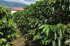 PERUVIAN COFFEE BEANS MEDIUM ROASTED 5 POUNDS IN 1 POUND BAGS