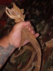 White Tail Deer Antlers — photo 7
